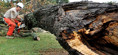 We have experience in all aspects of tree removal